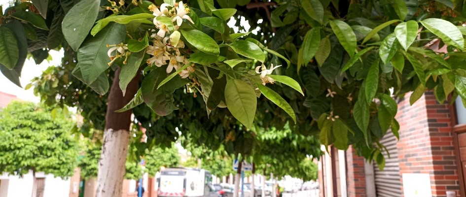 Foto Archivo - Naranjos de Mairena